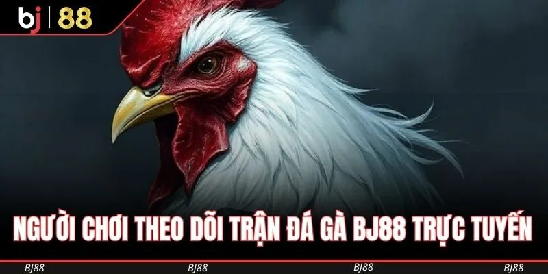 Người chơi theo dõi trận đá gà BJ88 trực tuyến ngay trên thiết bị di động